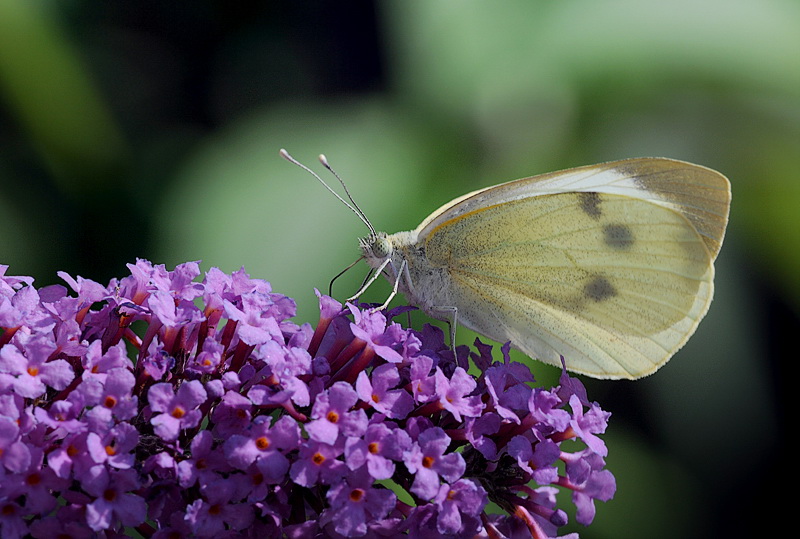 Tiere Schmetterling Makro D31_6372 Kopie.jpg   26.04.jpg